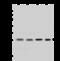 Ubiquitin Conjugating Enzyme E2 S antibody, GTX02251, GeneTex, Western Blot image 