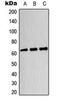 Dihydropyrimidinase Like 4 antibody, orb224071, Biorbyt, Western Blot image 