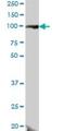 DEAD-Box Helicase 24 antibody, H00057062-B01P, Novus Biologicals, Western Blot image 