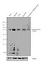 Furin, Paired Basic Amino Acid Cleaving Enzyme antibody, NB100-1903, Novus Biologicals, Western Blot image 