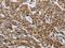 Programmed Cell Death 7 antibody, MBS2523254, MyBioSource, Immunohistochemistry frozen image 