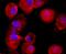 CD59 Molecule (CD59 Blood Group) antibody, NBP2-66758, Novus Biologicals, Immunocytochemistry image 