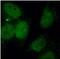 HNRPK antibody, FNab03955, FineTest, Immunofluorescence image 
