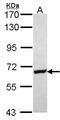 Glycerol kinase antibody, PA5-27669, Invitrogen Antibodies, Western Blot image 