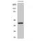 Aldolase, Fructose-Bisphosphate A antibody, LS-C381979, Lifespan Biosciences, Western Blot image 