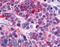 Calcitonin Receptor antibody, LS-A766, Lifespan Biosciences, Immunohistochemistry frozen image 