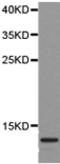 Defensin Beta 132 antibody, TA321956, Origene, Western Blot image 