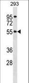 Tetratricopeptide Repeat Domain 8 antibody, LS-C160305, Lifespan Biosciences, Western Blot image 