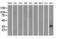 Tribbles Pseudokinase 2 antibody, M06479, Boster Biological Technology, Western Blot image 