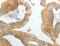 PiggyBac transposable element-derived protein 5 antibody, MBS2522357, MyBioSource, Immunohistochemistry paraffin image 