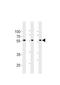 Tripartite Motif Containing 6 antibody, LS-C204040, Lifespan Biosciences, Western Blot image 