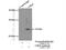 Chromobox 5 antibody, 11831-1-AP, Proteintech Group, Immunoprecipitation image 