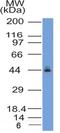 C-C Motif Chemokine Receptor 2 antibody, NBP2-35333, Novus Biologicals, Western Blot image 