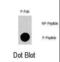 GRB2 Associated Binding Protein 1 antibody, abx031937, Abbexa, Dot Blot image 