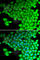 Myosin Light Chain 2 antibody, A5473, ABclonal Technology, Immunofluorescence image 