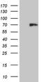 Histone Deacetylase 2 antibody, NBP2-45949, Novus Biologicals, Western Blot image 