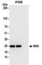 RAN, Member RAS Oncogene Family antibody, NBP2-32281, Novus Biologicals, Immunoprecipitation image 