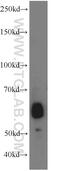 Angiopoietin Like 2 antibody, 12316-1-AP, Proteintech Group, Western Blot image 