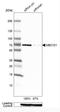 Cyclic GMP-AMP Synthase antibody, NBP1-86761, Novus Biologicals, Western Blot image 