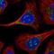 ERGIC And Golgi 2 antibody, NBP2-56121, Novus Biologicals, Immunofluorescence image 