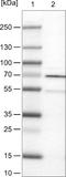 Ras Homolog Family Member T1 antibody, NBP2-52964, Novus Biologicals, Western Blot image 
