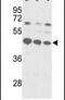 Small RNA Binding Exonuclease Protection Factor La antibody, PA5-12404, Invitrogen Antibodies, Western Blot image 