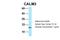 Calmodulin antibody, PA5-70445, Invitrogen Antibodies, Western Blot image 