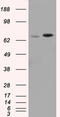 Sorting nexin-9 antibody, TA501251, Origene, Western Blot image 
