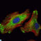 WNT Inhibitory Factor 1 antibody, LS-C812797, Lifespan Biosciences, Immunofluorescence image 