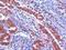 GIPC PDZ Domain Containing Family Member 1 antibody, NB100-1353, Novus Biologicals, Immunohistochemistry frozen image 