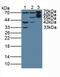 Plastin 3 antibody, LS-C295943, Lifespan Biosciences, Western Blot image 