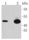 Glycogen Synthase Kinase 3 Beta antibody, NBP2-67444, Novus Biologicals, Western Blot image 