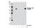 Cbl Proto-Oncogene antibody, 8869S, Cell Signaling Technology, Immunoprecipitation image 