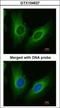 Aldo-Keto Reductase Family 1 Member C3 antibody, GTX104627, GeneTex, Immunocytochemistry image 