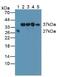 Survival Of Motor Neuron 2, Centromeric antibody, abx131593, Abbexa, Western Blot image 