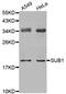 SUB1 Regulator Of Transcription antibody, LS-C333343, Lifespan Biosciences, Western Blot image 