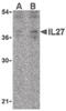 Interleukin 27 antibody, LS-B2565, Lifespan Biosciences, Western Blot image 