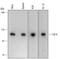 Chromosome Segregation 1 Like antibody, AF5288, R&D Systems, Western Blot image 