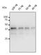 Pepsin A antibody, orb334964, Biorbyt, Western Blot image 