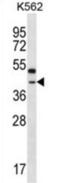 Olfactory Receptor Family 6 Subfamily Q Member 1 (Gene/Pseudogene) antibody, abx028086, Abbexa, Western Blot image 