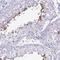 Chromosome 4 Open Reading Frame 33 antibody, NBP2-32585, Novus Biologicals, Immunohistochemistry frozen image 
