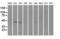 RAD9 Checkpoint Clamp Component A antibody, LS-C784261, Lifespan Biosciences, Western Blot image 