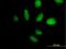 TATA-Box Binding Protein Associated Factor, RNA Polymerase I Subunit B antibody, H00009014-B01P, Novus Biologicals, Immunocytochemistry image 