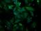 Pleckstrin Homology Domain Containing A3 antibody, NBP2-00768, Novus Biologicals, Immunofluorescence image 