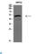 POU Class 5 Homeobox 1 antibody, LS-C813547, Lifespan Biosciences, Western Blot image 