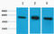 Tubulin Beta 3 Class III antibody, STJ97131, St John