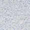 SLC22A2 antibody, HPA008567, Atlas Antibodies, Immunohistochemistry frozen image 