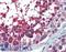 USO1 Vesicle Transport Factor antibody, LS-B6185, Lifespan Biosciences, Immunohistochemistry frozen image 