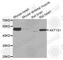 AKT1 Substrate 1 antibody, A6238, ABclonal Technology, Western Blot image 