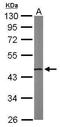 NSFL1 Cofactor antibody, GTX105035, GeneTex, Western Blot image 